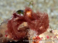 Oncinopus sp. A (Philippines)
