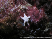 Ophiozonoida sp. A