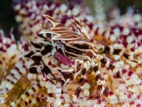 Zebrida adamsii