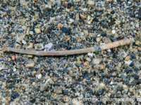 Hyalinoecia tubicola (Lembeh, Indonesia)