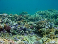 Adelup Pt reef front 04