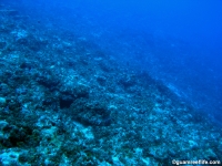 Adelup Pt seaward slope deep 02