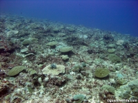 Adelup Pt seaward slope deep 04
