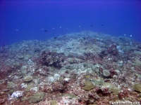 Adelup Pt seaward slope deep 05