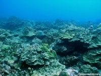 Adelup Pt seaward slope mid depth 09
