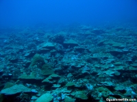 Adelup Pt seaward slope mid depth 10