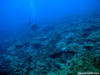 Adelup Pt seaward slope mid depth 12