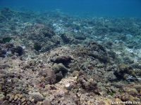 Adelup Pt submarine terrace 01