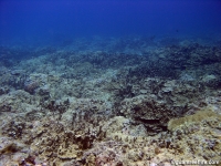 Adelup Pt submarine terrace 04