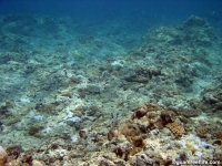 Adelup Pt submarine terrace 05