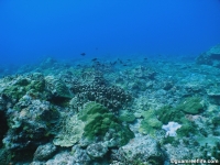 Adelup Pt submarine terrace 08