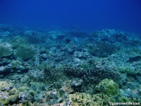 Adelup Pt submarine terrace 11