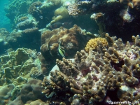Ague Cove to Haputo 02