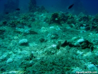 Ague Cove to Haputo 04