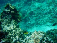 Ague Cove to Haputo 05