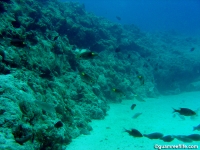 Ague Cove to Haputo 06