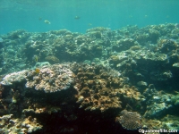 Ague Cove to Haputo 11