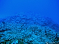 Alupang seaward slope 02