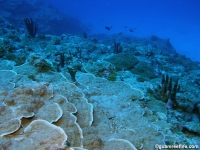Alupang seaward slope 05