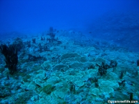 Alupang seaward slope 12