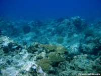 Alupang submarine terrace 02