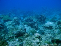 Alupang submarine terrace 04