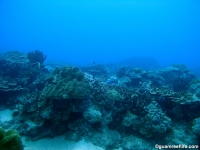 Alupang submarine terrace 06