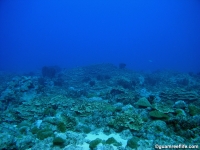 Alupang submarine terrace 07