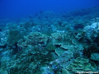 Alupang submarine terrace 08