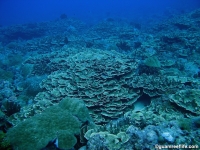 Alupang submarine terrace 09