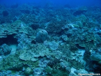 Alupang submarine terrace 11