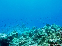 Asan Cut south reef front 01