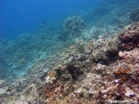 Asan Cut south reef front 02