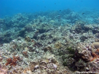Asan Cut south reef front 03