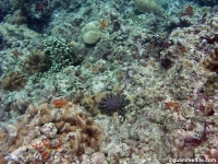 Asan Cut south reef front 04