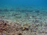 Asan Cut south reef front 05