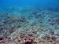 Asan Cut south reef front 06