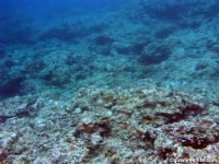 Asan Cut south reef front 07