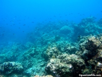 Asan Cut south reef front 08