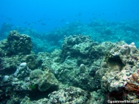 Asan Cut south reef front 09