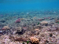 Asan Cut south reef margin 01