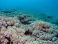 Big Blue Shoals 10