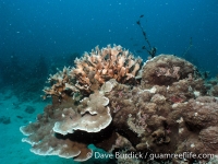 Big Blue Shoals 11