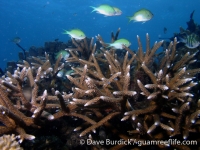 Big Blue Shoals 2