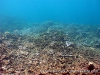 Big Blue Shoals 3