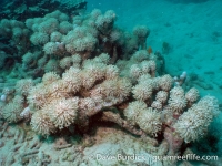 Big Blue Shoals 5