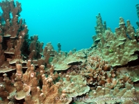 Big Blue Shoals 6