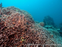 Big Blue Shoals 7