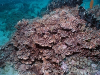 Big Blue Shoals 8
