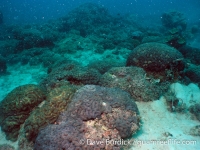 Big Blue Shoals 9